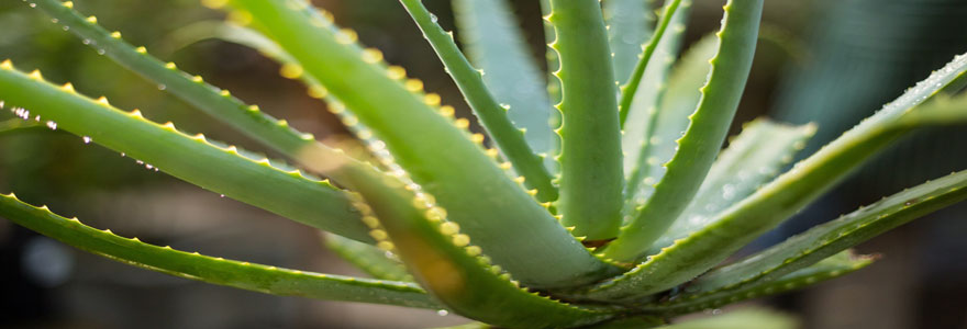 profiter d'une aloe vera de qualité